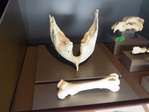4. Deze botten zijn van de Mamut lanudo. Deze gigant leefde 200.000-11.000 voor Christus. In het Museum liggen van tal van beesten botten, incl. uitgebreide informatie over het dier. 